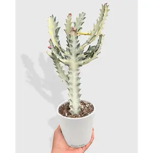 Euphorbia 'Dragon Bone' Succulent