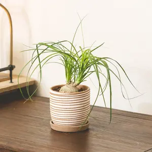 Palm Ponytail
