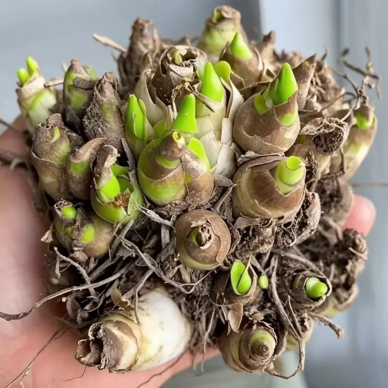 Night Scented Tuberose Flower Bulbs Long Blooming Ideal Home Decor & Holiday Present