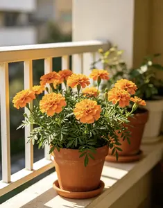 500 Pcs Premium Mixed Marigold Seeds | Vibrant Orange & Yellow Blooms | Non-GMO USA Grown - for Garden Borders, Raised Beds & Companion Planting, Beginner-Friendly, Summer Annuals