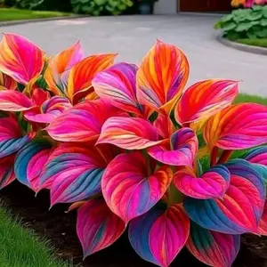 1000 Rainbow Hosta Seeds – Unique Multi-Colored Leaves for Modern Garden Design