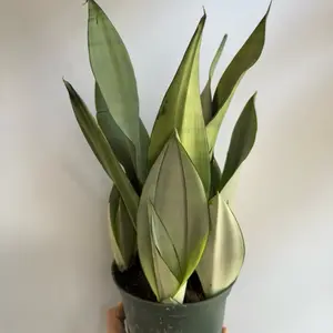 Sansevieria Moonshine 6" Pot Silver Snake Plant Low Maintenance Indoor House Plant for Home Decor with Silver-green Leaves and Sleek Design