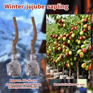 Sweet Winter Jujube Tree – Low Maintenance Fruit Tree for Home Garden