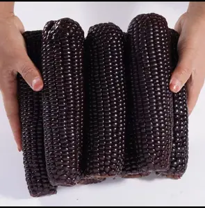 50+pcs Black Corn Heirloom Seeds - Non-GMO, Open-Pollinated, Flour Corn - Untreated Seeds for Exquisite Culinary Creations
