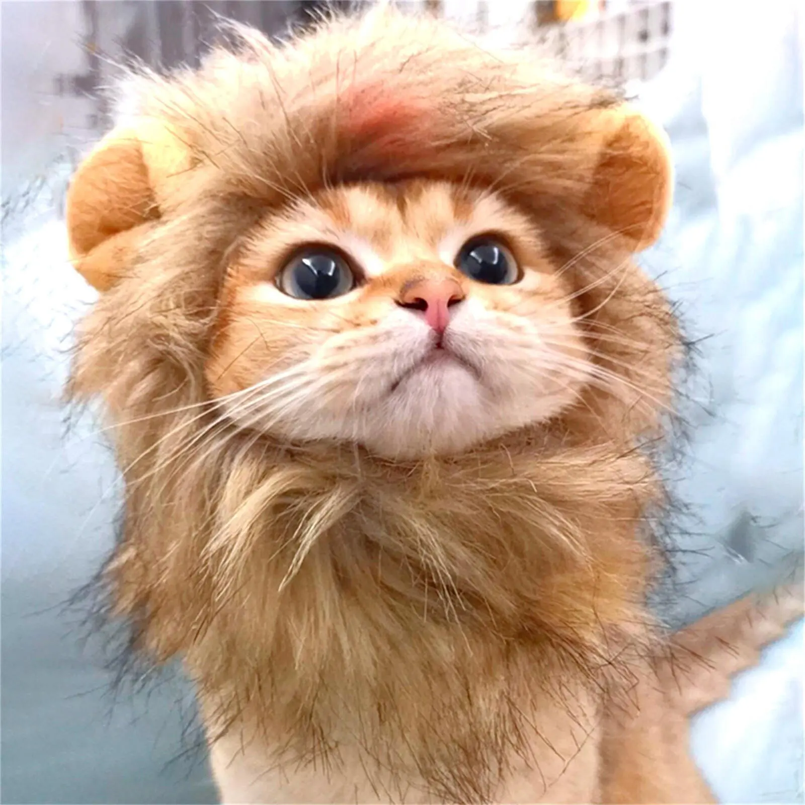 Cat Mane