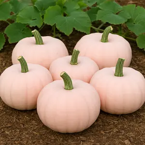 Porcelain Princess Pumpkin Seeds for Planting (10 Seeds) - Fun Pink Colored Pumpkins