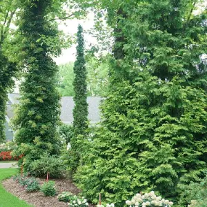 Sting™ Arborvitae