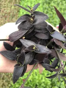 Tradescantia Jose Puig Purple and Neon Green Wandering Jew Bonsai Plant