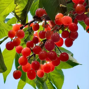 40Pcs Cherry Tree Seeds Grow Your Own Sweet Juicy Cherries at Home Easy to Grow for Beginners Perfect for Small Spaces All Seasons