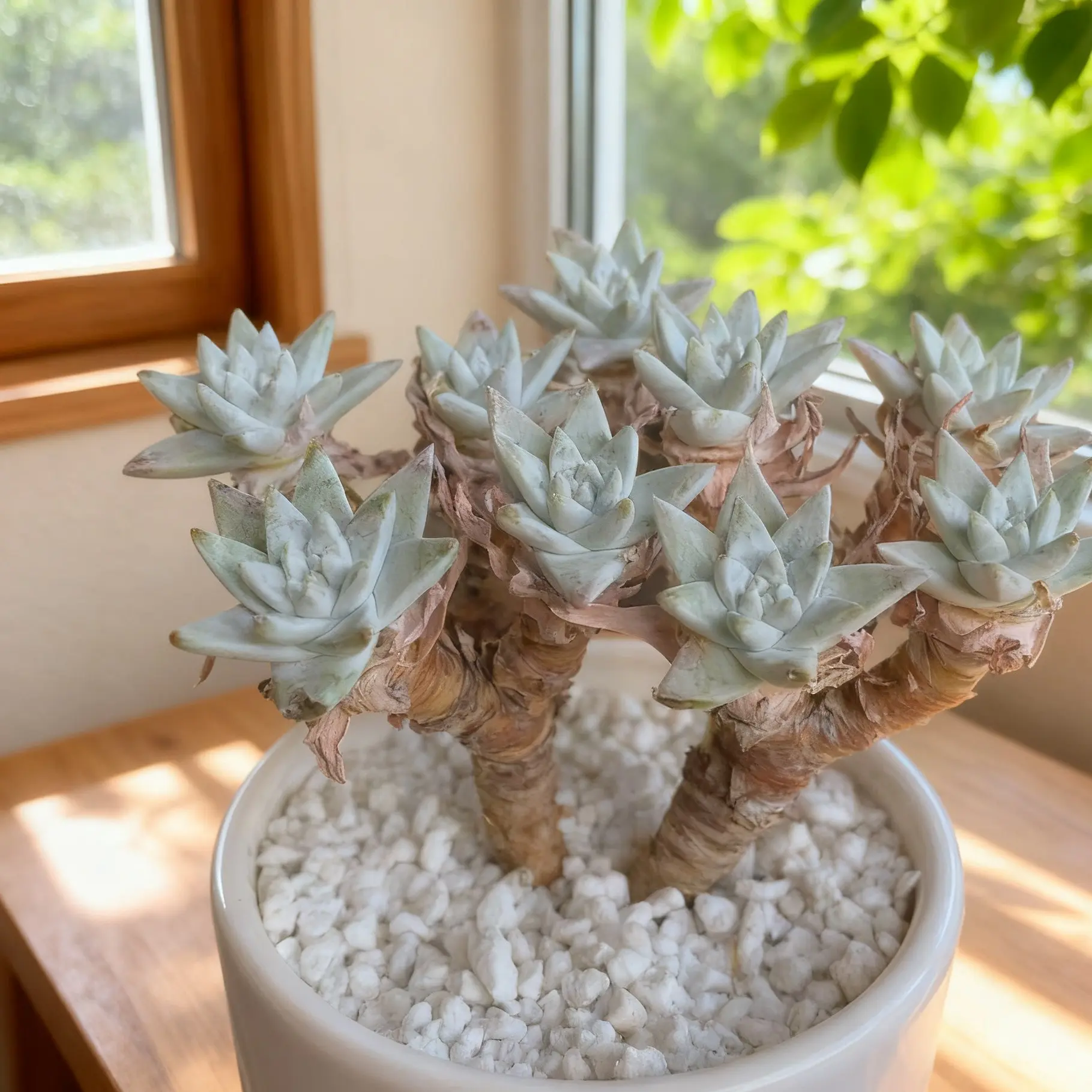 Dudleya gnoma S.W. McCabe – Rare Live Succulent Plant, Bare Root, Easy Care, Drought Tolerant, Ideal for Collectors & Unique Gifts