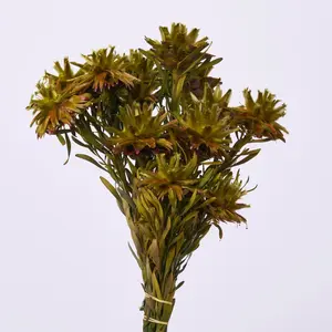 Preserved Naturally Dried Flowering Green Basil Plumosum Spray Bundle of 8 Stems - 15"