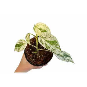 3” Epipremnum Bali Variegated