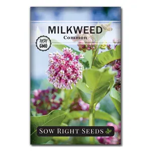 Common Milkweed Seeds