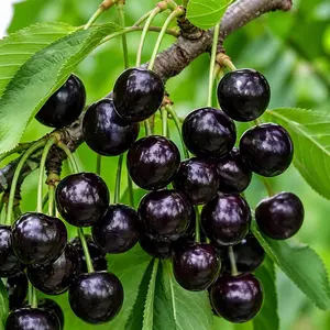 Cherry Fruit Tree Live Plants - Prunus serotina, Ships Dormant - Great for Home and Garden Yards Planting - Native Edible Cherry Shade Tree (3 Rooted Tree Plants)