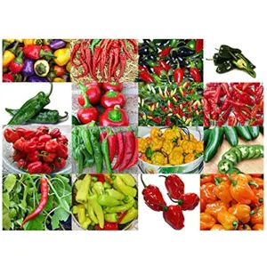 Please Read This is A Mix 30 Hot Pepper Mix Seeds 16 Varieties Non-GMO , Tabasco, Jalapeno, Yellow and Red Scotch Bonnet, Jalapeno Habanero US Grown Capsicum annuum