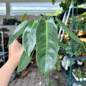 Philodendron spiritus sancti - 4" pot
