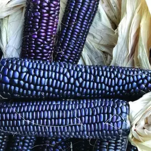 Heirloom Jerry Petersen Blue Corn Seeds (Zea mays) – Stunning Blue Ears for Specialty Cornmeal and Decoration