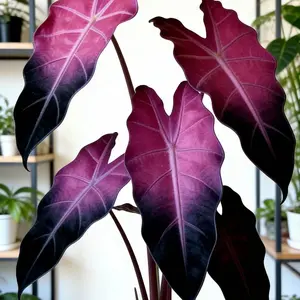 Hosta Seeds 800pcs Perennial Shade Plant for Garden Borders Tree Areas & Shaded Pathways Easy Start Low Maintenance Ideal Texture Visual Presence