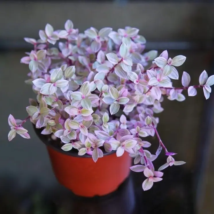 Pink Panther Pink Lady Bolivian Jewel Callisia Repens Wandering Jew Plant 2" 4" 6” Ship with Pot