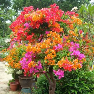 Live Bougainvillea Trees, Assorted Colors, Tall Well-Rooted Plants for Indoor & Outdoor Home Garden Decor