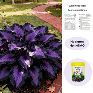 Hosta Seeds – Perennial Shade Plant for Garden and Yard