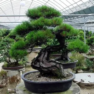 Japanese Black Pine Tree Seeds (Pinus thunbergii) Famous Bonsai Pine