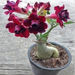 Indoor Flower Seeds 100+ Desert Rose Seeds For Planting for Planting