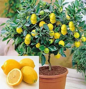 10pcs Dwarf Lemon Bonsai Tree Seeds – Grow a Fruit-Bearing Bonsai Tree – Ships from Iowa