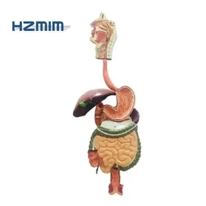 Human Digestive System Anatomy Model