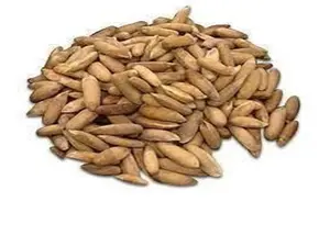 fghan Chilgoza Pine Nuts 1lb | Organic, Raw, High Protein Superfood Snack | No Additives, Vegan, Farm Fresh