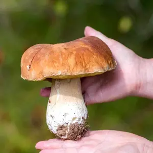 Porcini Mushroom King Bolete Grow Kit Spores in Sawdust Bag Garden Grow Kit mushroom growkit Food