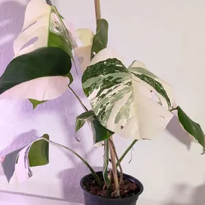 Monstera Albo Plant 6" pot, live plant, indoor plant, plant , green, monstera. Grower Choices