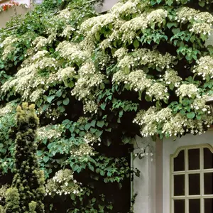 Climbing Hydrangea