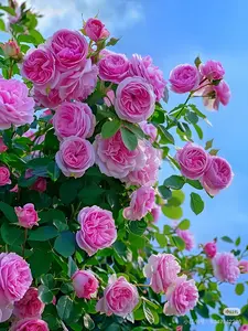 200 seeds, climbing wall roses, spreading soft beauty like a poetic canvas”