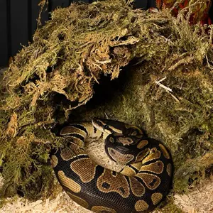 Snake Humid Hide premiun