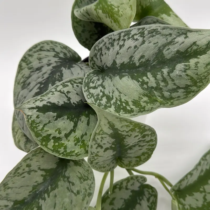 Silver pothos (Scindapsus exotica) 6" Pot - Stunning Unique Leaves, Easy Care, Air Purifying Houseplant for Beginners