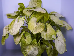 Syngonium Chiffon 8” XL Large Houseplant with Soft Foliage Cream & Green Easy Care Plant for Bright Indirect Light