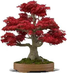 Japanese Red Maple Bonsai Tree Seeds | 30+ Seeds | Highly Prized for Bonsai, Japanese Maple Tree Seeds