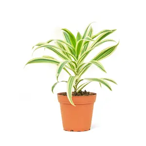 Dracaena 'Song of India', Small