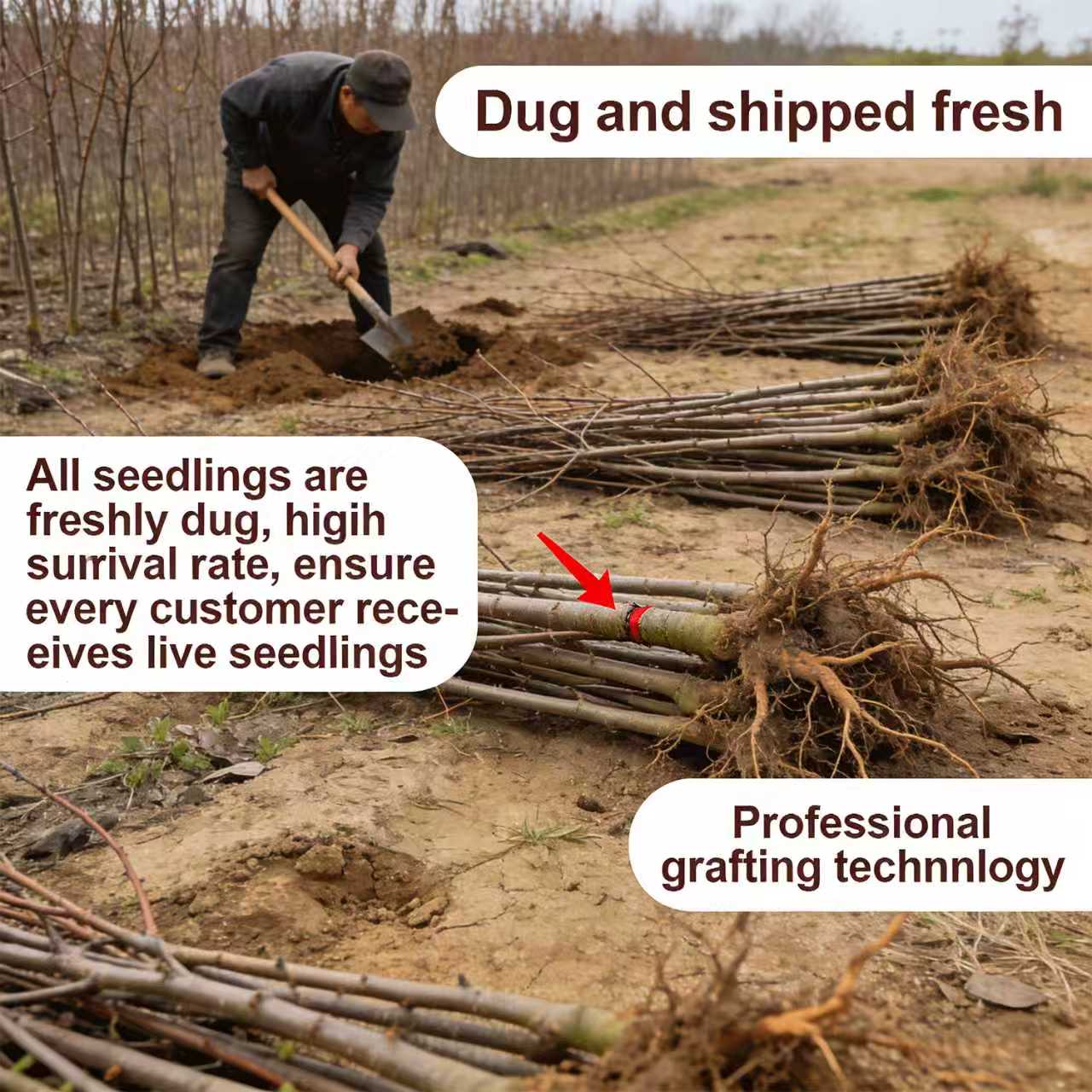 Sweet Honey Peach Tree Sapling | Homegrown Fruit | Self-Fertile Variety | Sturdy Root System | Ideal for Backyard Gardens & Outdoor Planting | Easy to Care For | Suitable for Gardeners & Beginners