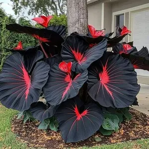 800PCS Black Red Hosta Seeds – Unique & Easy-to-Grow Perennial – Low Maintenance, Perfect for Shade Gardens & Pots, Indoor & Outdoor Planting