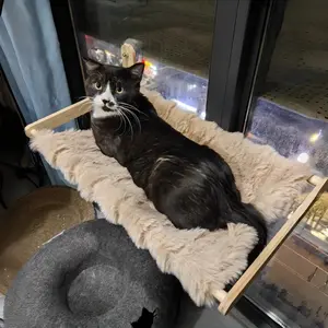 Heated Cat Hammock Bed, Foldable Wooden Window Cat Lounger, Suction Cup Hanging Cat Bed, Breathable Storage, Space Saving