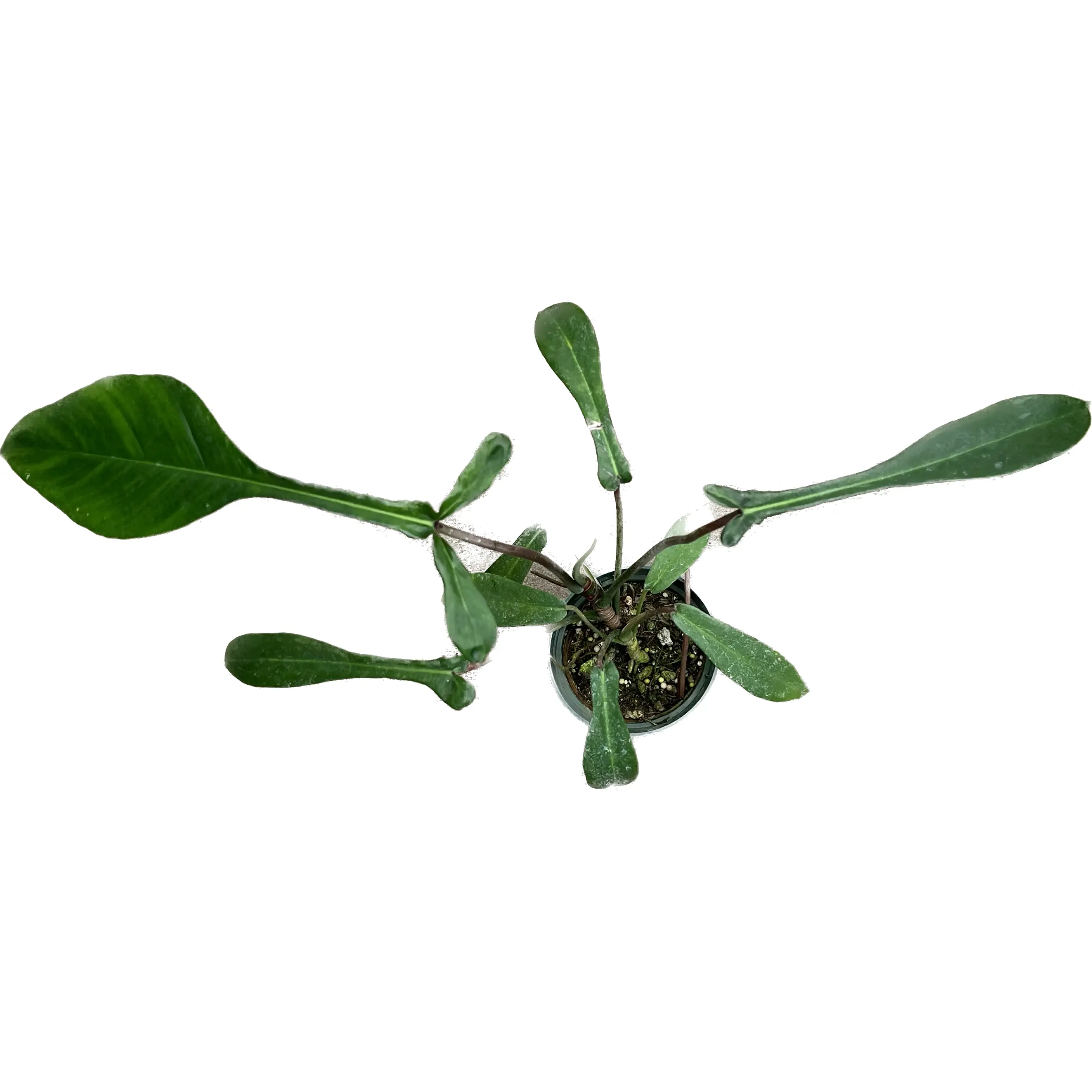 Philodendron joepii
