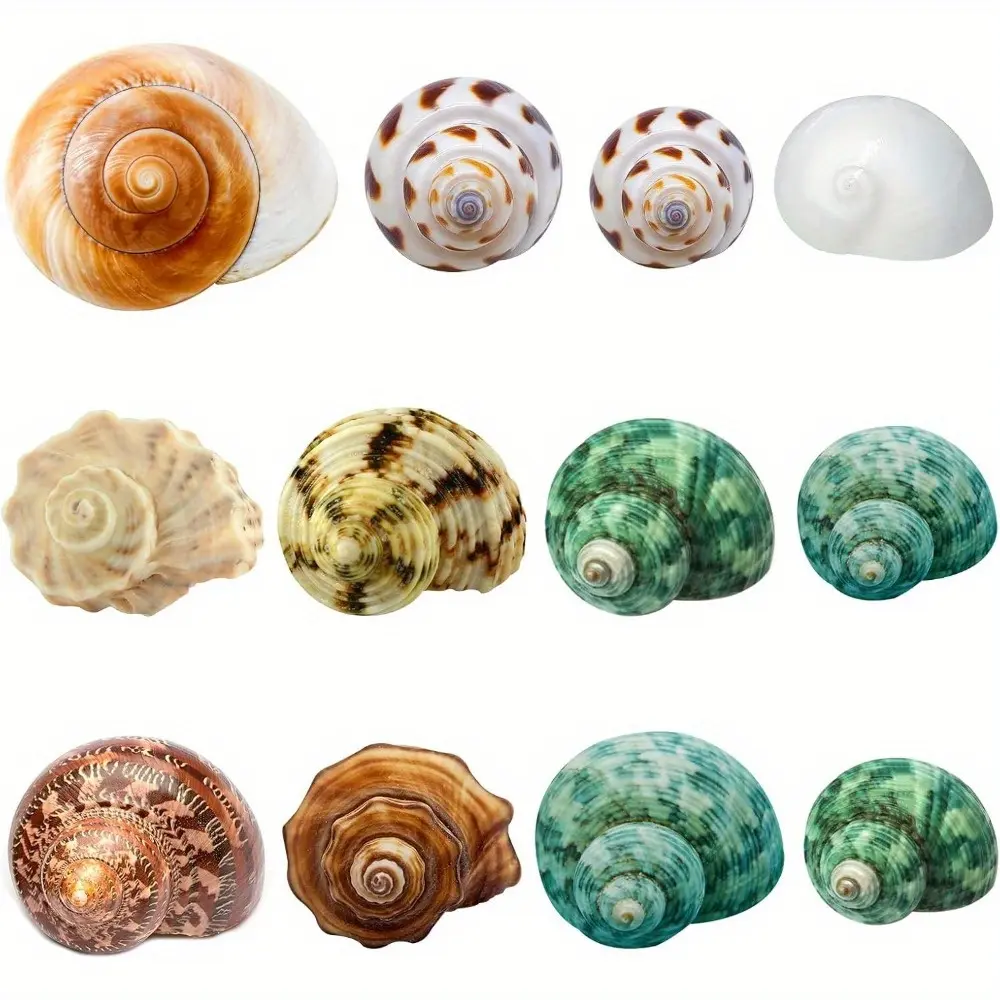12 Pcs Landscaping Shell Fish Tank Decorations Beach Decoration Shell Growth Turbine Seawater Hermit Crab Supplies Aquarium Suitable for Small Crabs Hermit Crabs