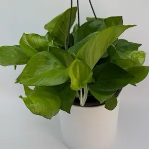 New Variegated Guacamole Pothos Plant 8" HB Pot, Easy-Care Indoor Vine for Home Decoration, Beginner-Friendly Garden Live Plant