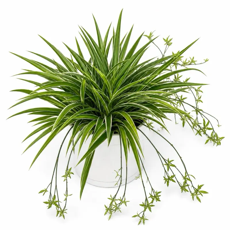 Outer Variegated Spider Plant 6” Pot – Pet-Safe Houseplant | Easy-Care Air-Purifying Indoor Plant