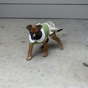 Mighty Paw Himalayan Yak Cheese Natural Food Topper for Dogs