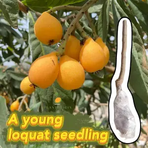 Loquat saplings, living plants - great for gardens and pots | Easy to grow, easy for beginners