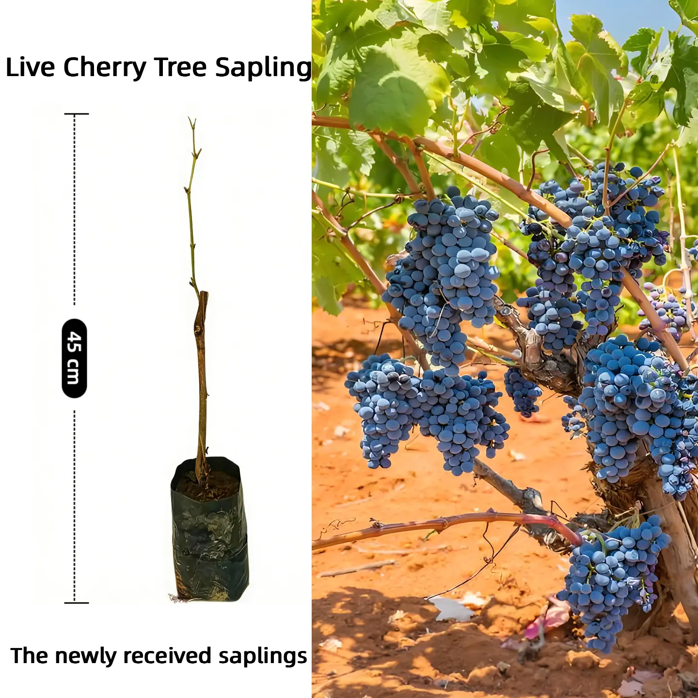 Live Grape Plant（1 plant）