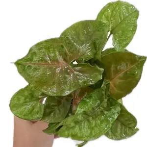 Syngonium Maria Allusion Live Plant Indoor Houseplant Bronze Arrowhead Plant in Clear Nursery Pot Home Decor